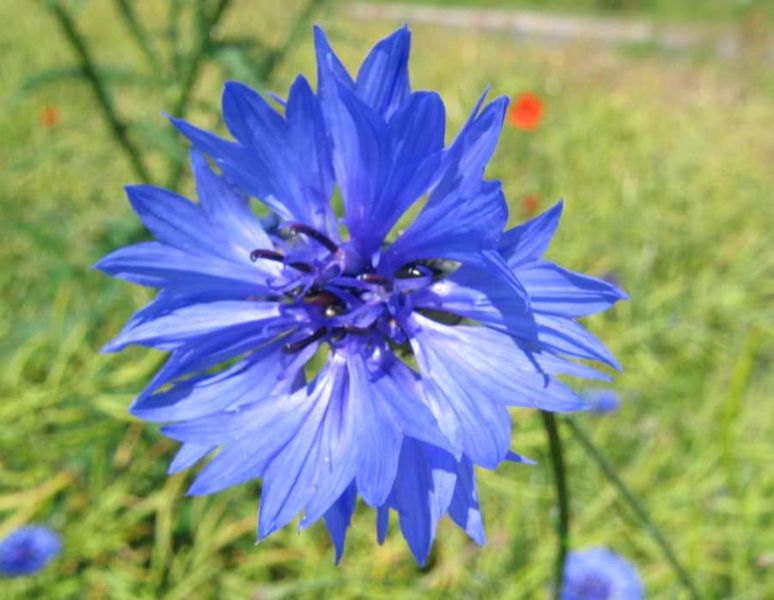 File:Kornblume.jpeg
